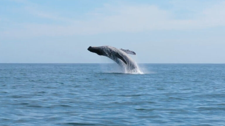Whales in Abaco
