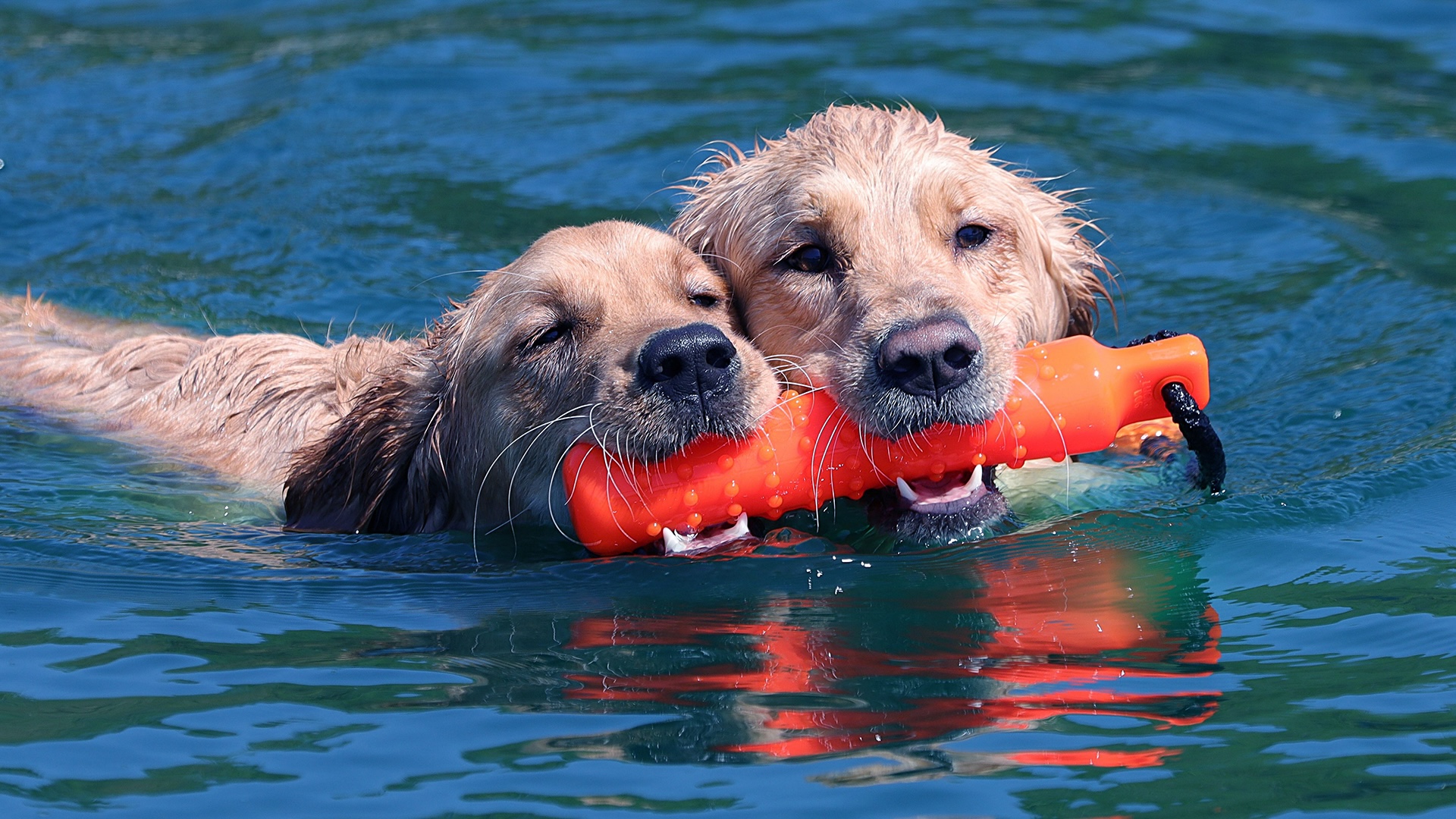 Dos Golden Retrievers nadando juntos en el mar, trayendo un juguete