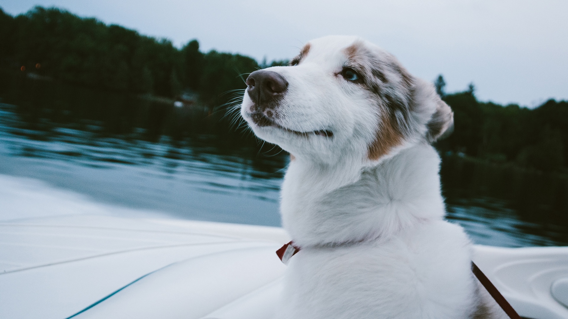 Un perro disfrutando un paseo en bote con el viento en la cara