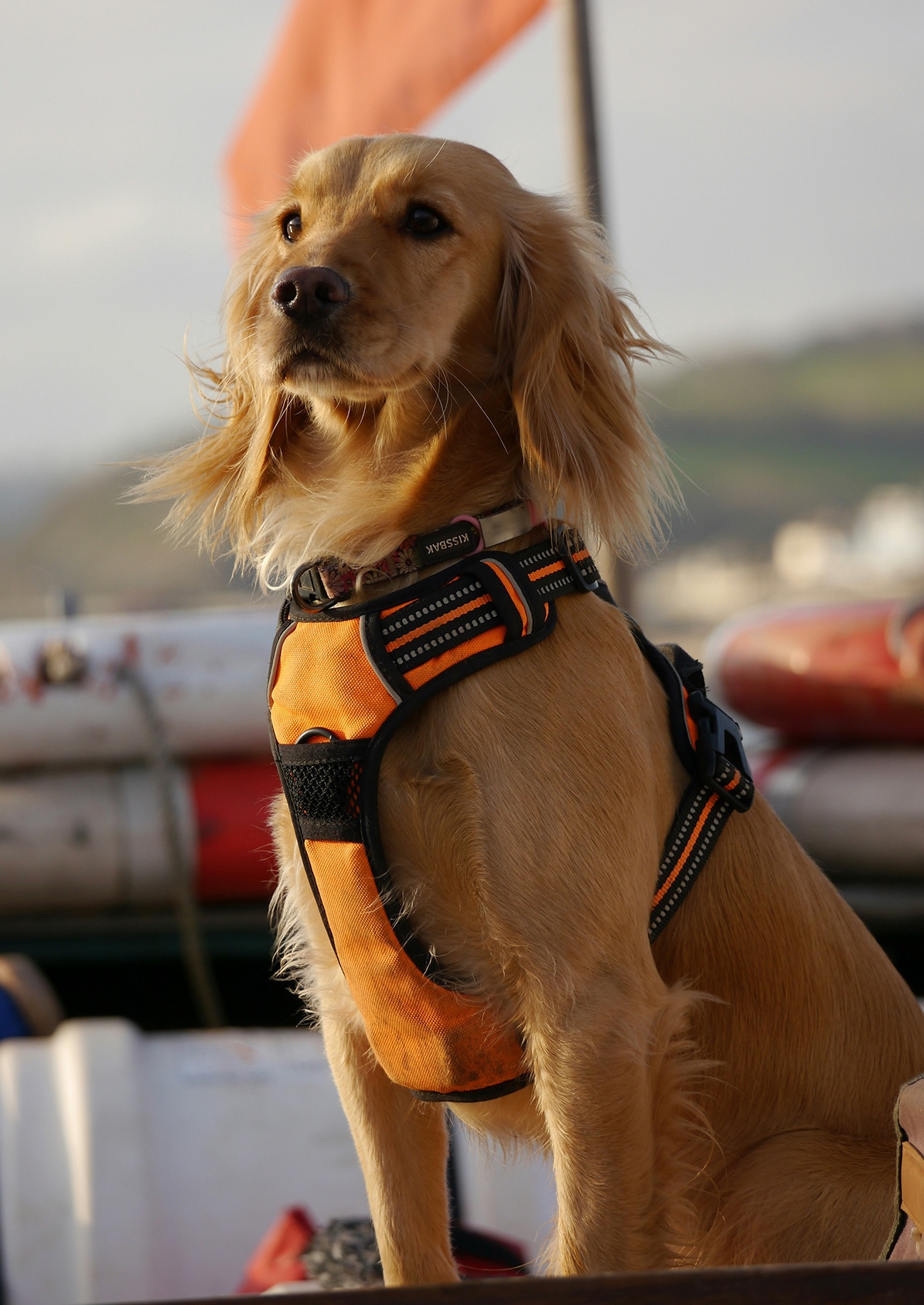A golden retriever wearing a marine life jacket aboard a boat