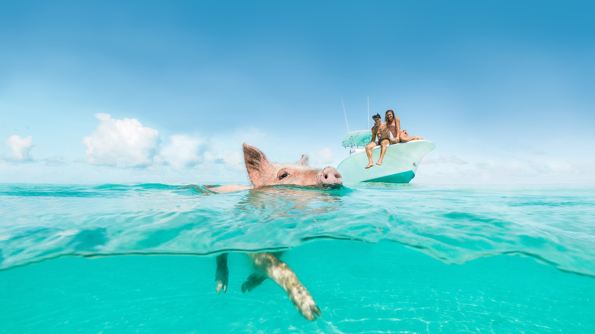 A swimming pig in turquoise water near a small boat at Big Major Cay