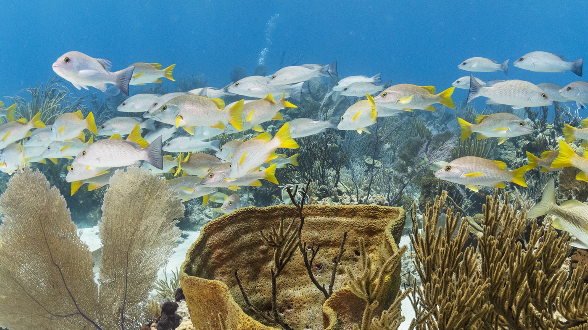 An underwater reef scene with reef fish, sponges and corals in the Exuma Cays Land and Sea Park
