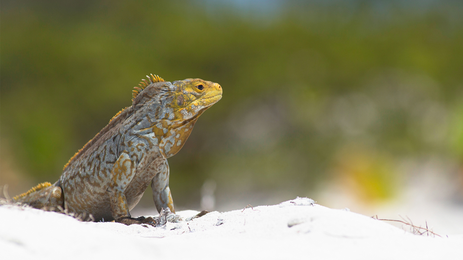 Iguana de roca de las Bahamas en una playa, Allen's Cay