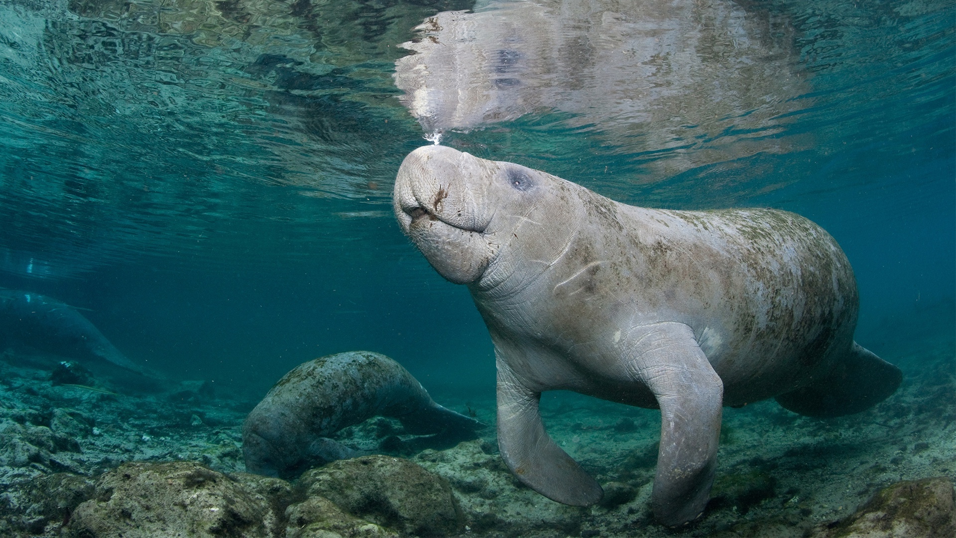 A Florida manatee underwater, viewed from the side