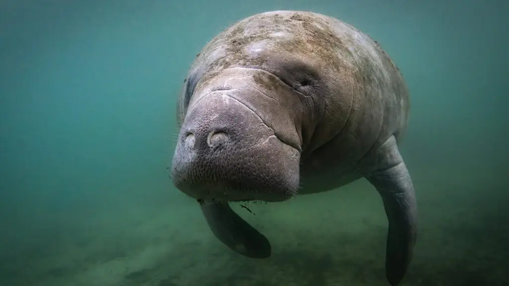1920 X 1080 Vista de frente de un Manatee debajo del agua clara