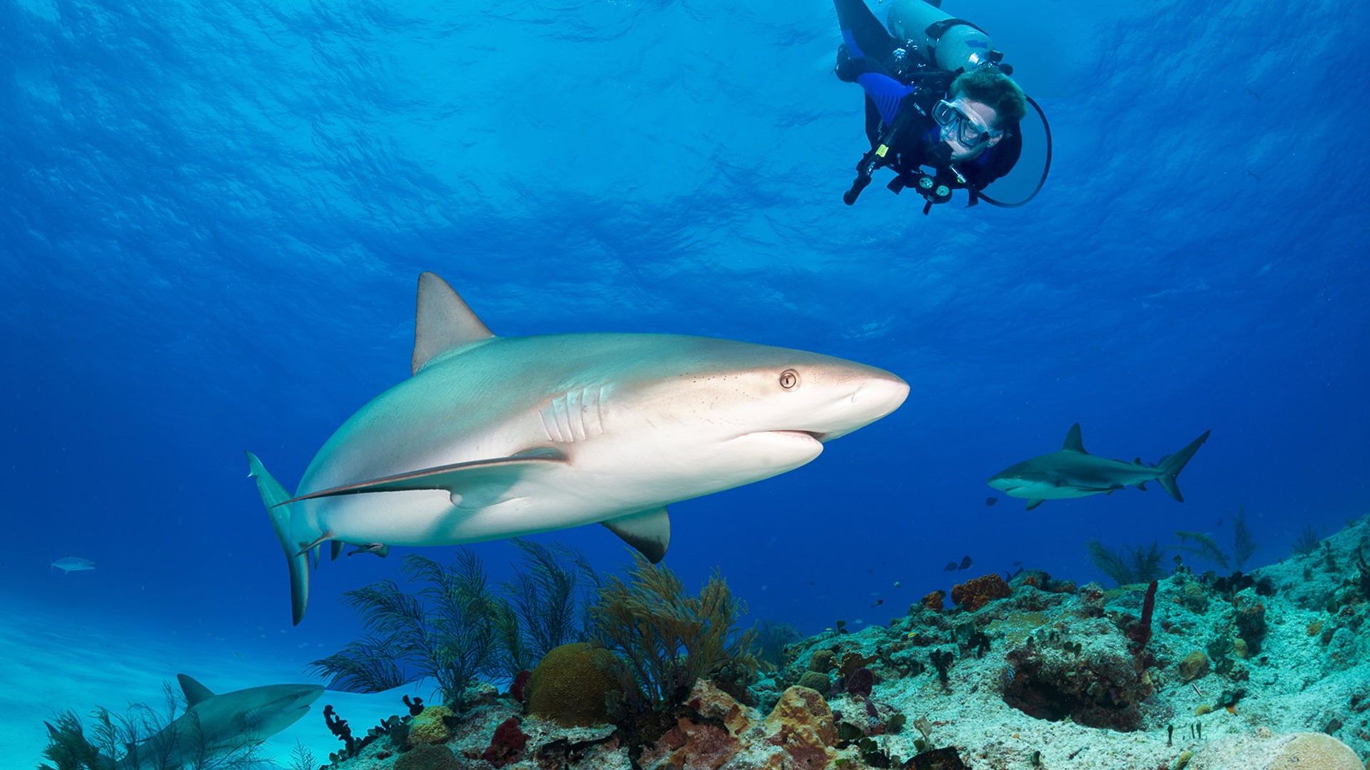 Diver in clear Bahamian water surrounded by reef sharks