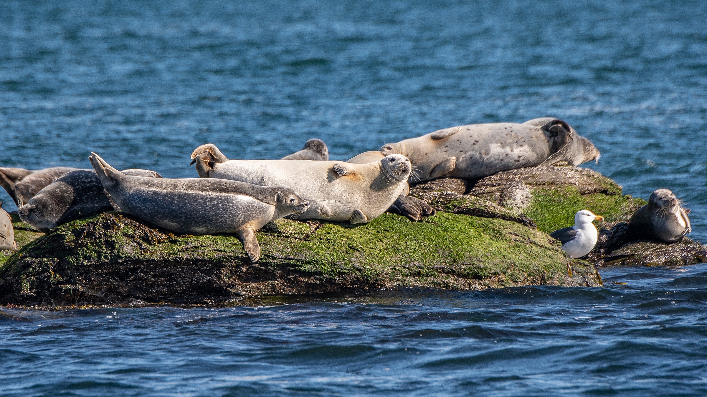 A seal resting on a small island in the sun