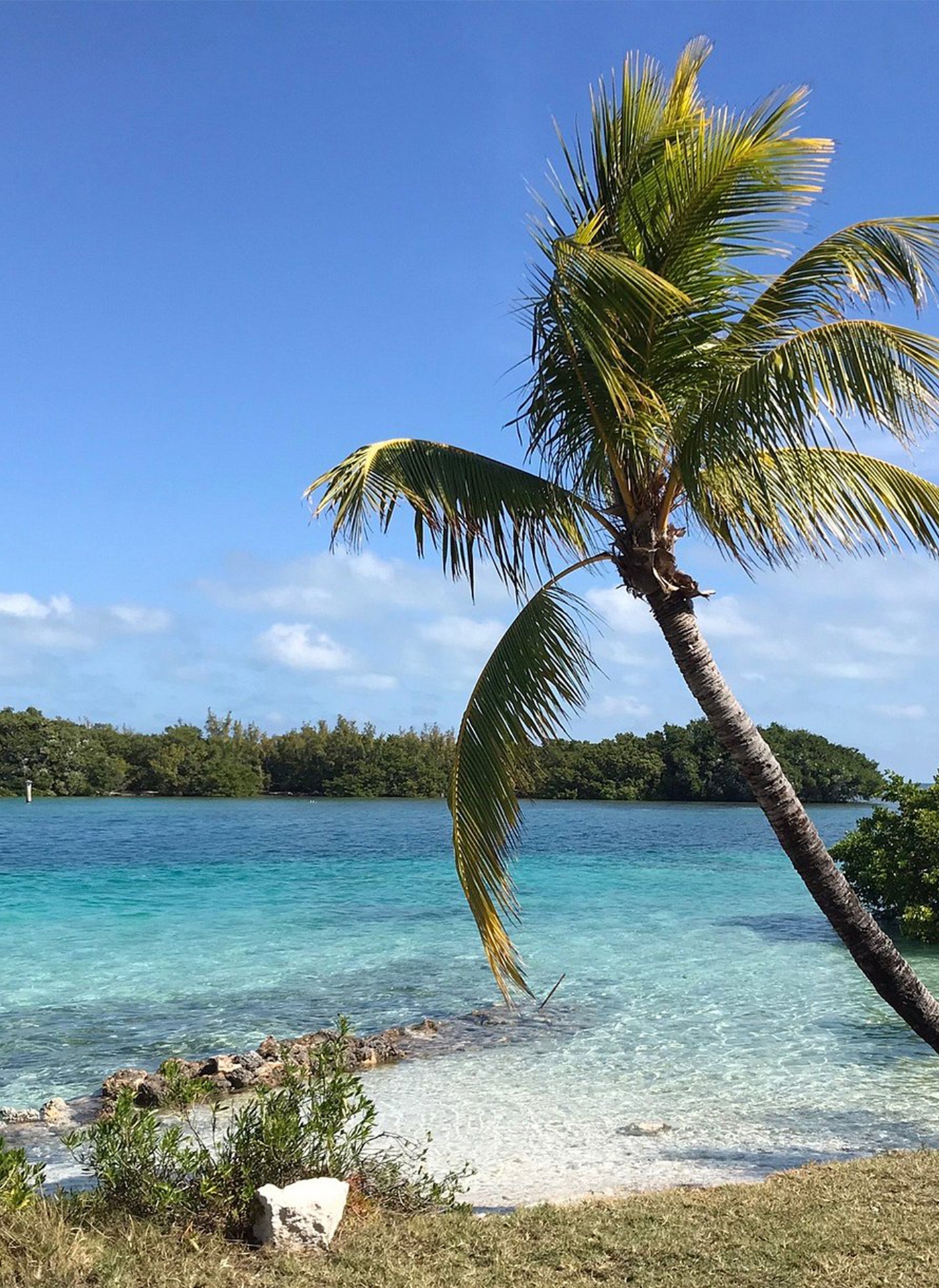 Beach and palms at Boca Chita Key