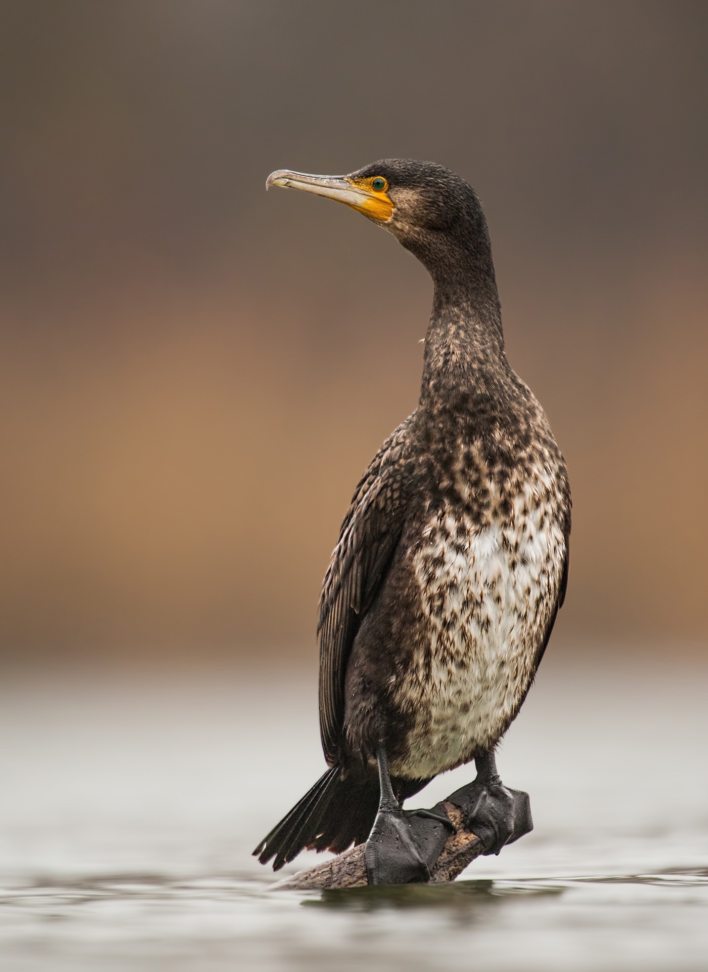 Great cormorant perched on a log in a wetland setting