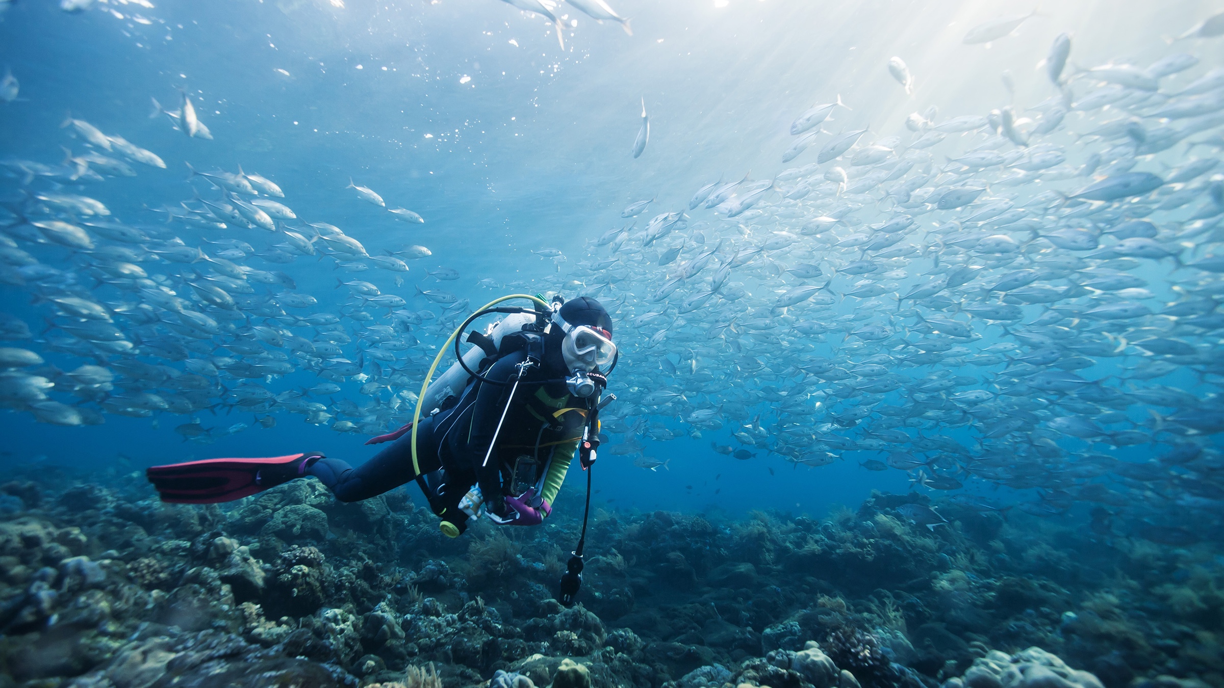 Scuba diver swimming with a school of fish