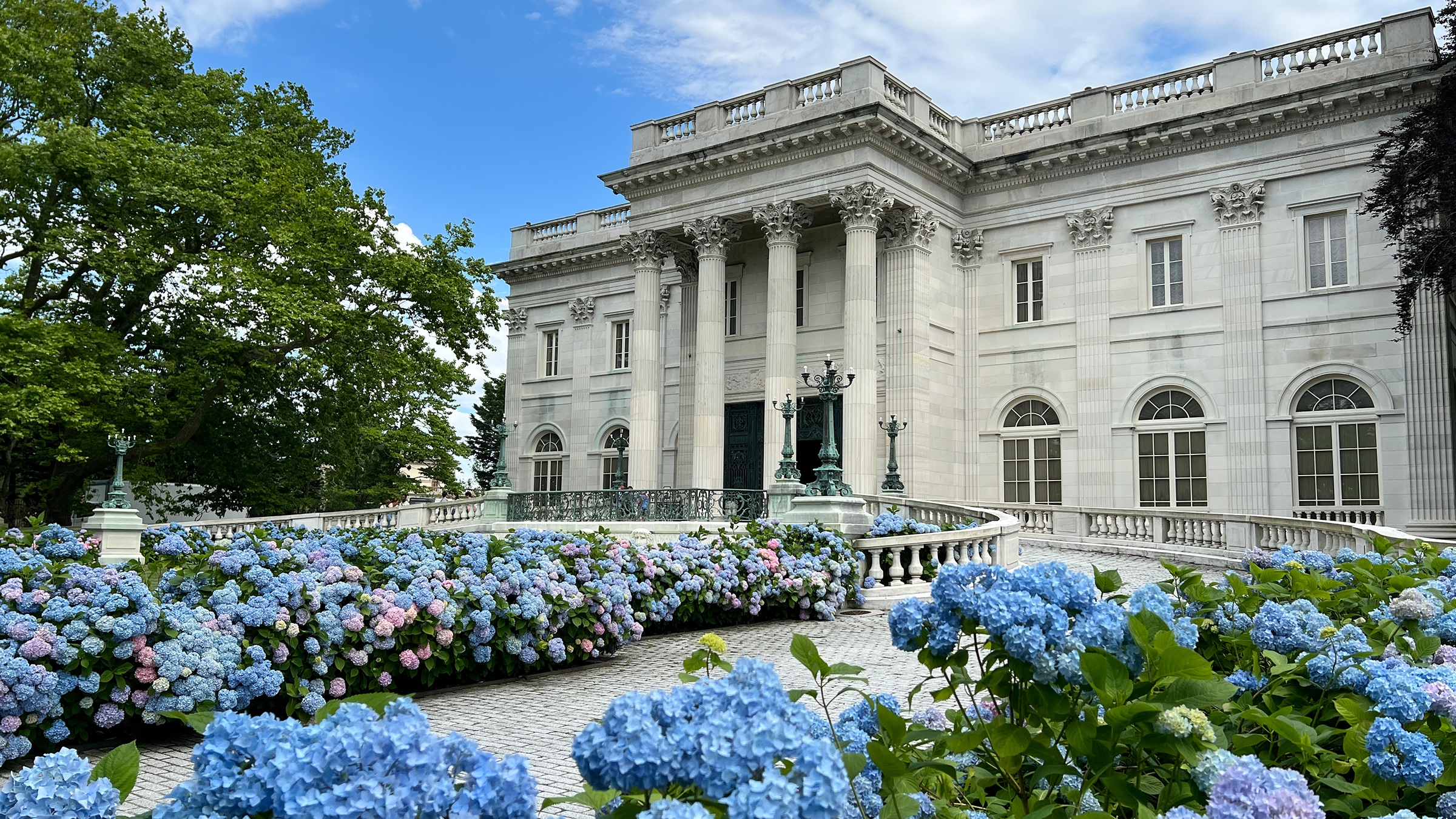 Hydrangea in the garden of Marble House, Newport