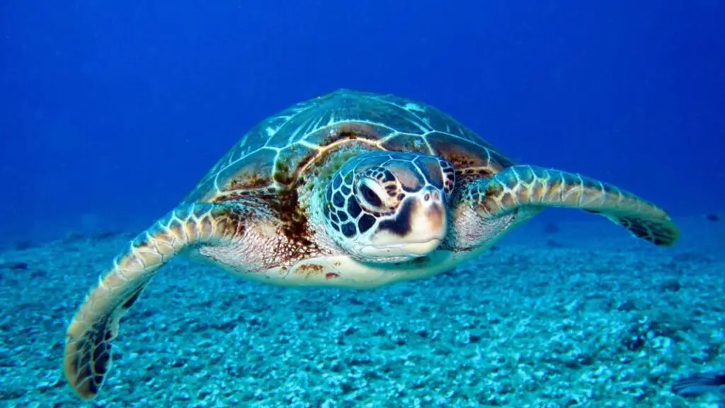 BAHAMAS Nature Meets Nurture