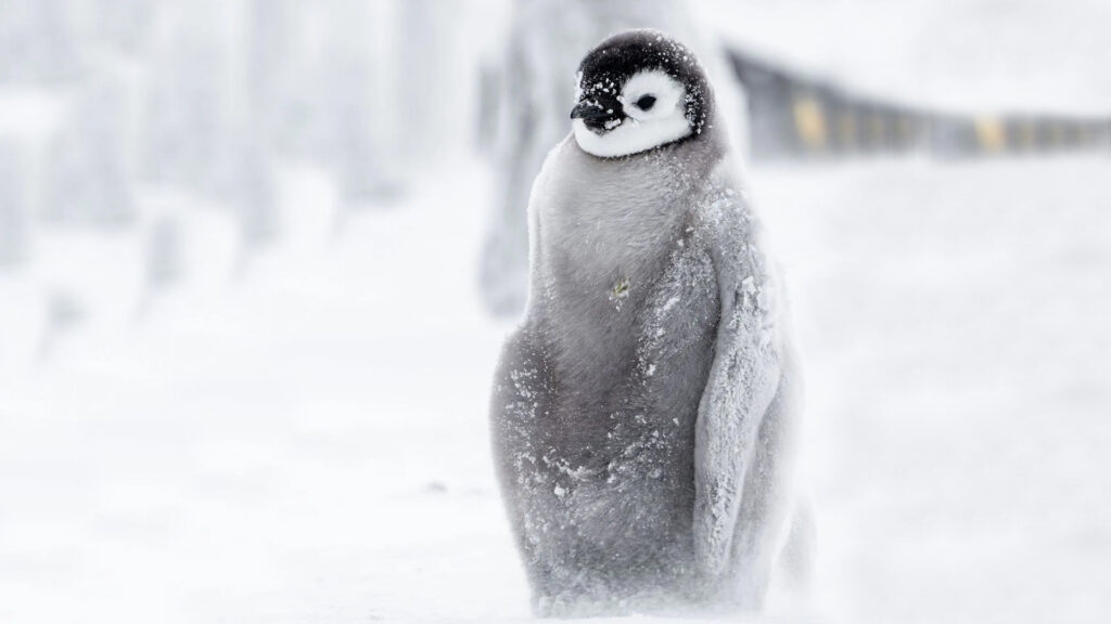 Penguing