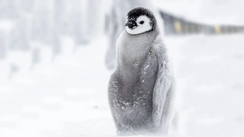 Penguing