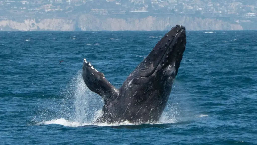Whales in Abaco