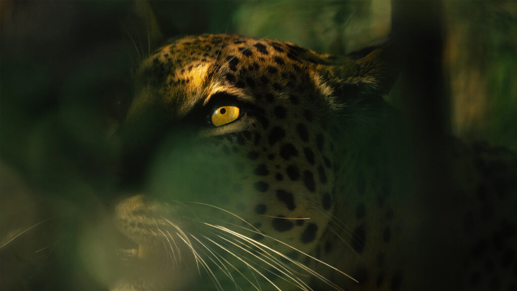 Custom private jet safaris