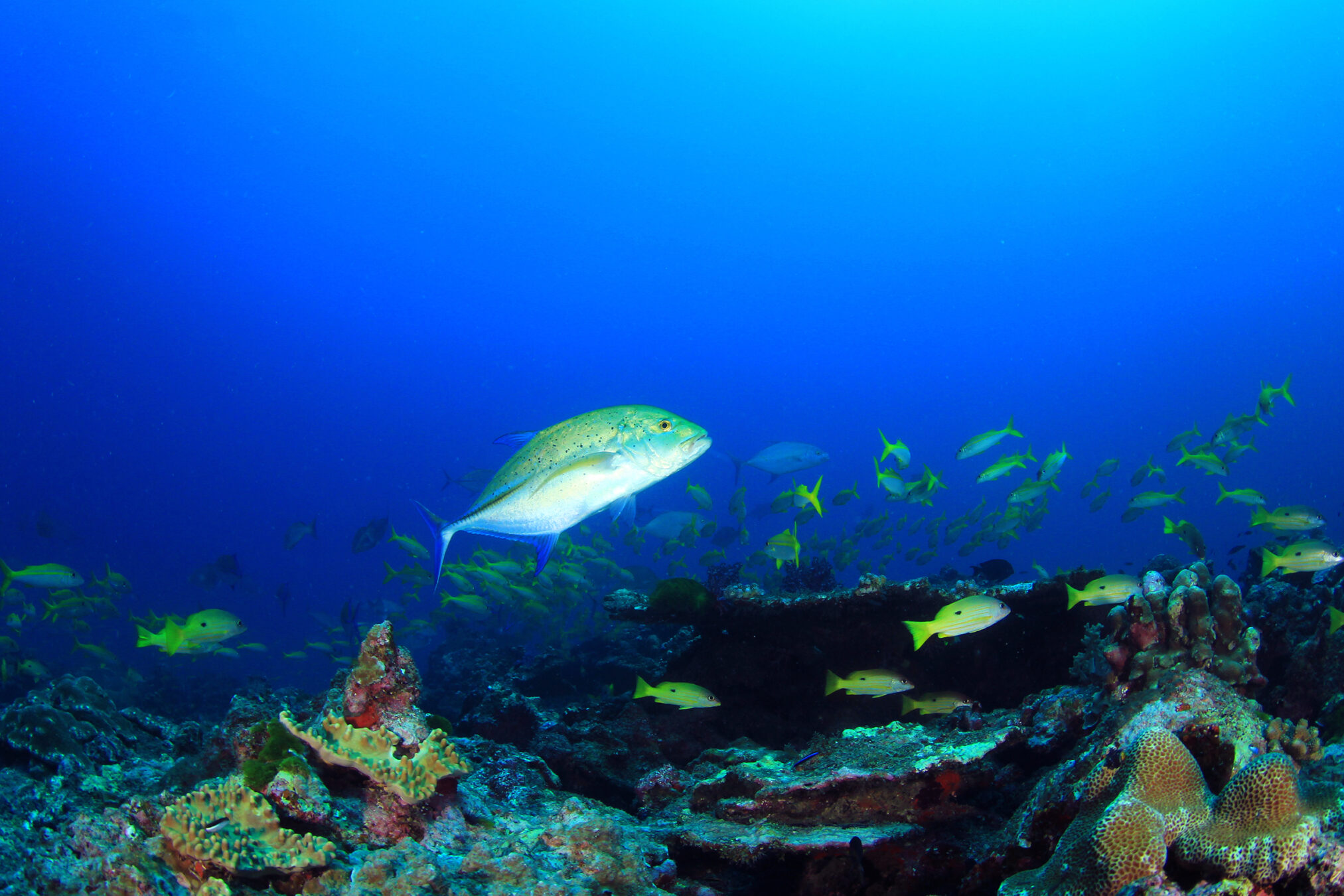 A sunlit reef in shallow water