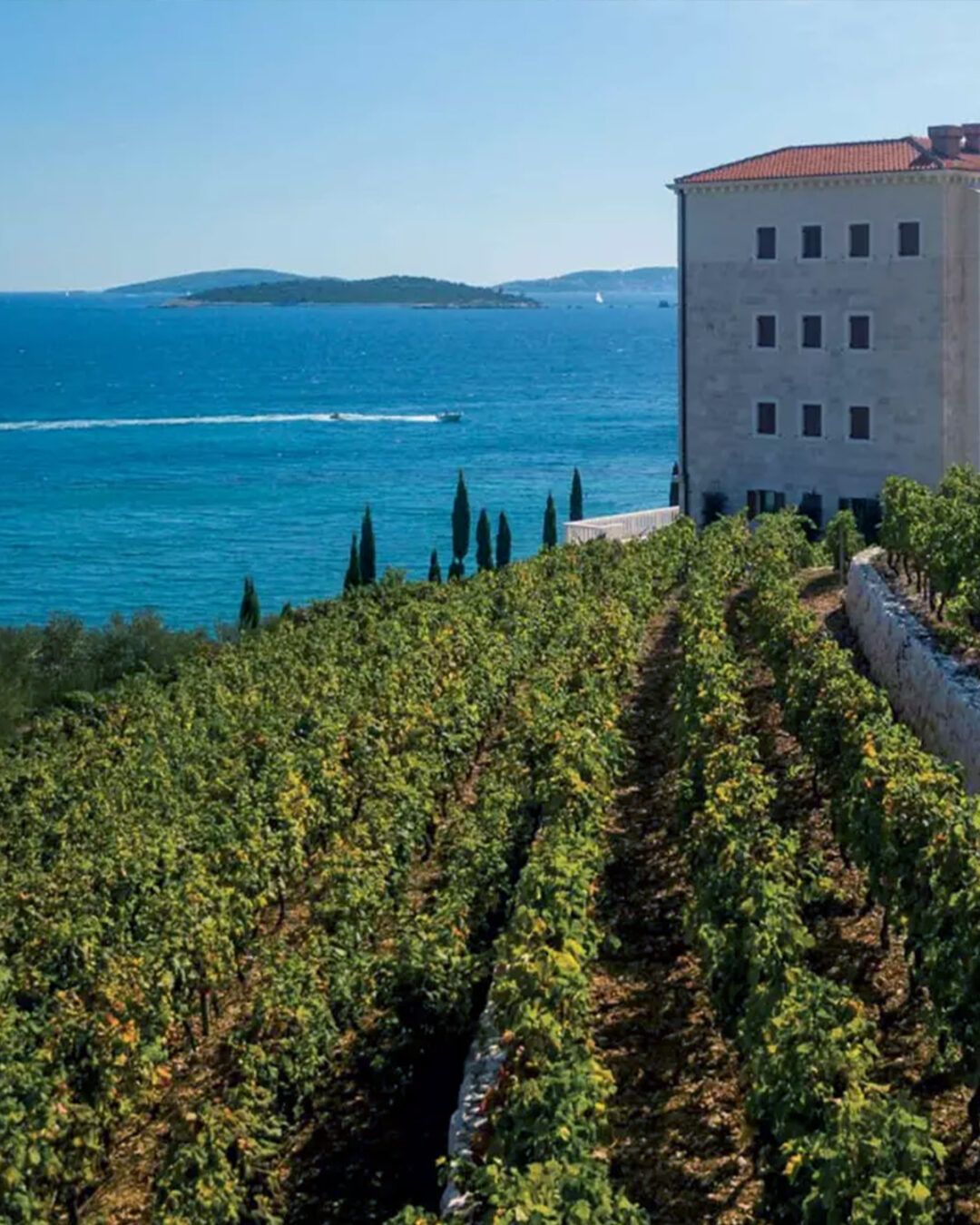 A vineyard above the sea